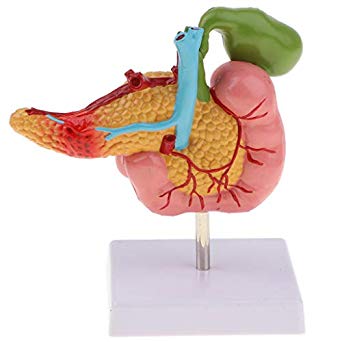 Pathological Model Of The Pancreas Duode...